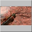 Perithous speculator - Schlupfwespe 02a 10mm.jpg